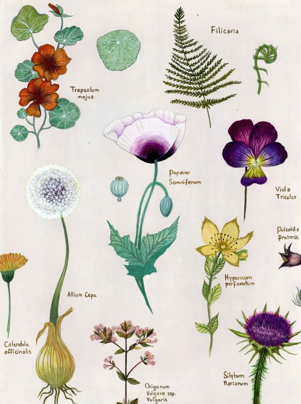  - Jehanne Weyman - illustrateurs/rices