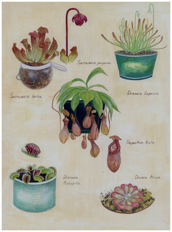  - Jehanne Weyman - illustrateurs/rices