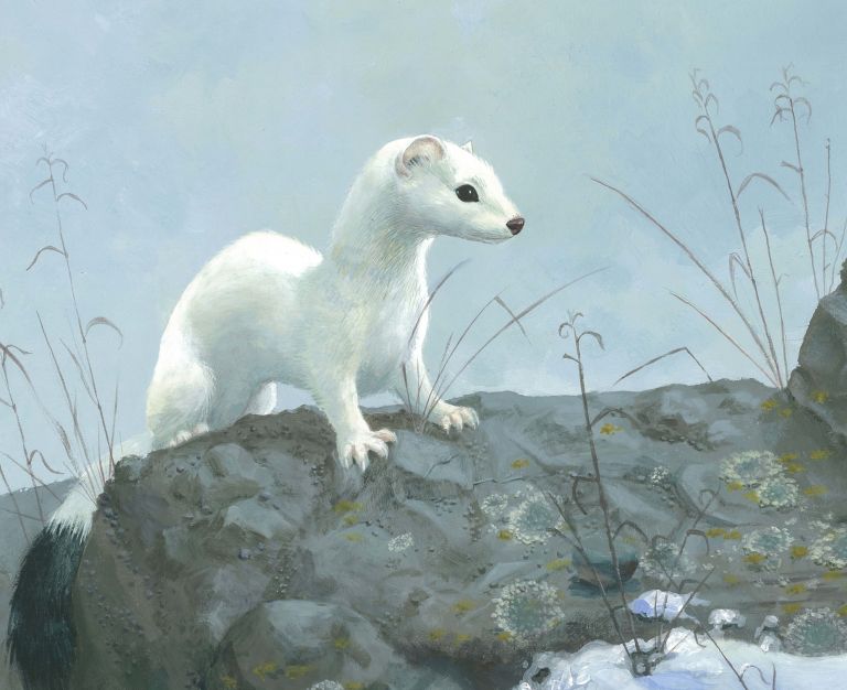  - melissa faidherbe - illustrateurs/rices